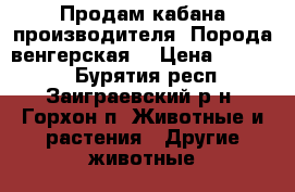 Продам кабана-производителя. Порода венгерская. › Цена ­ 45 000 - Бурятия респ., Заиграевский р-н, Горхон п. Животные и растения » Другие животные   . Бурятия респ.